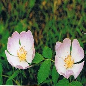 Dr Bach Wild Rose Bach Flower Remedy 10ml